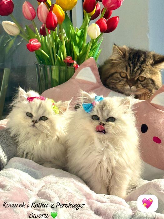 Kotka Perska z Rodowodem i Chipem Gotowa do odbioru