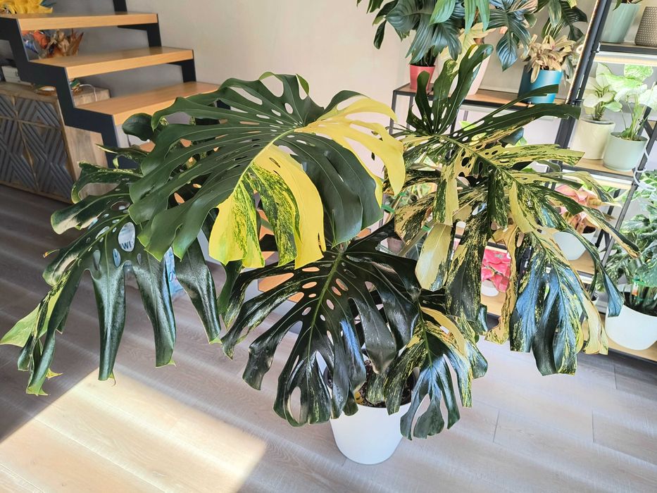 Rezerw -Monstera Deliciosa Marmorata Large Form, w typie yellow marlin