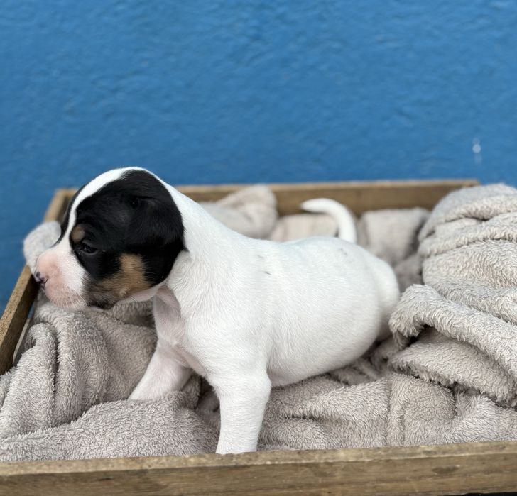 Ratonero Bodeguero Andaluz c/Pedigree