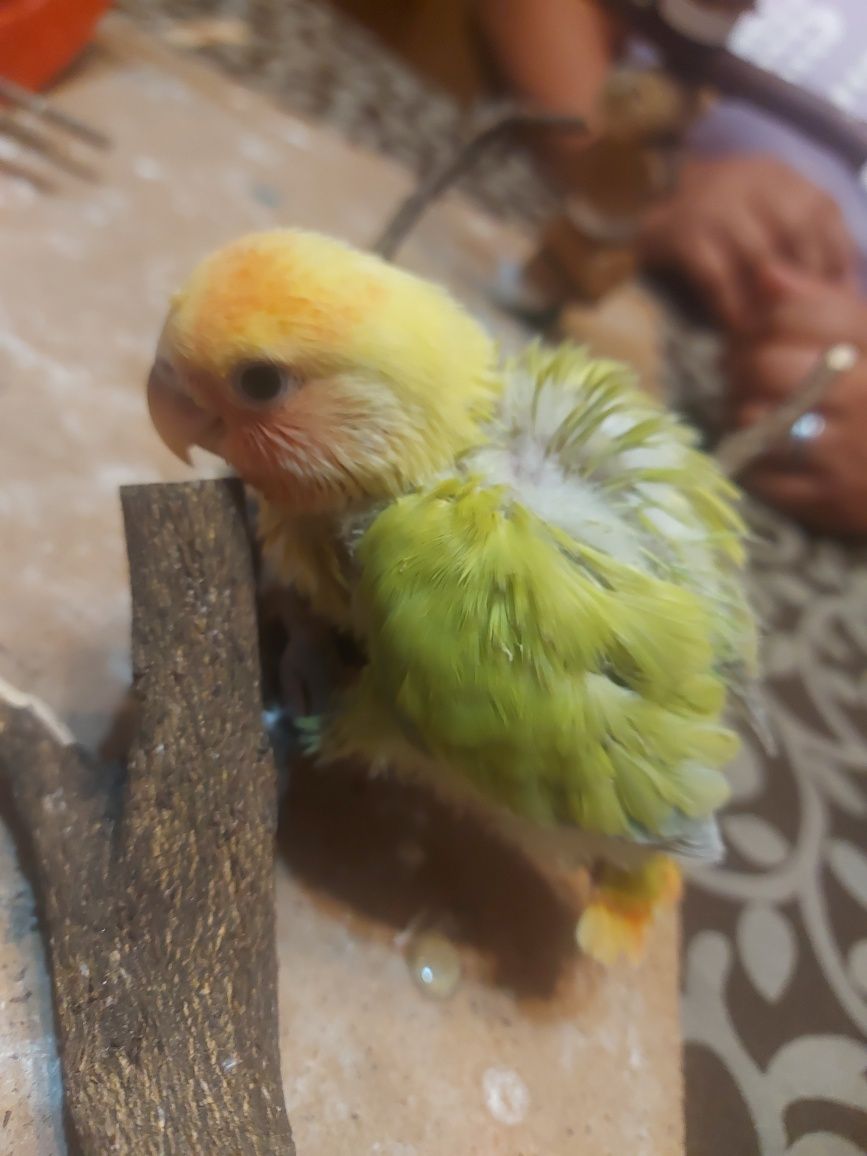 Agapornis domesticado