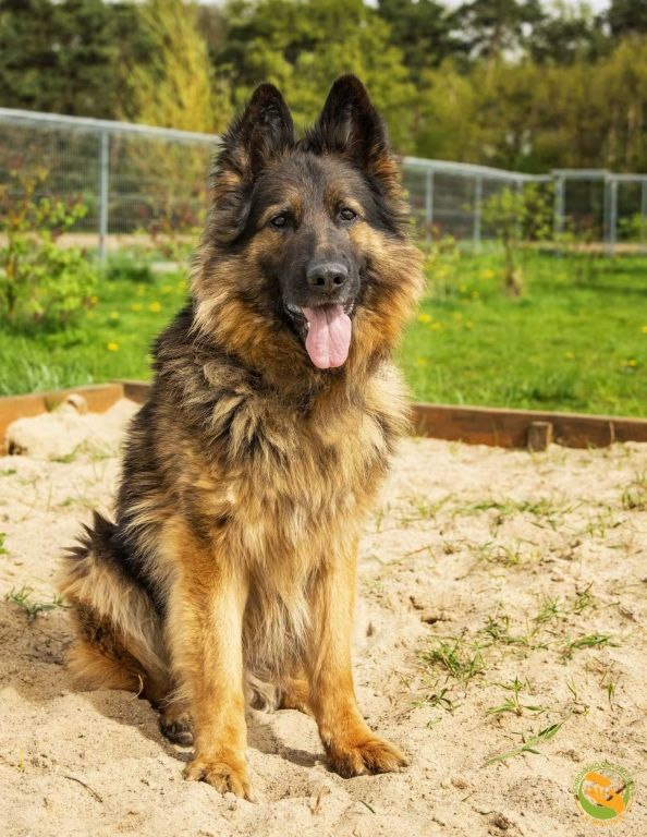 Alek - owczarek niemiecki do adopcji