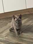 Piękna  kotka rasy Devon rex  FPL