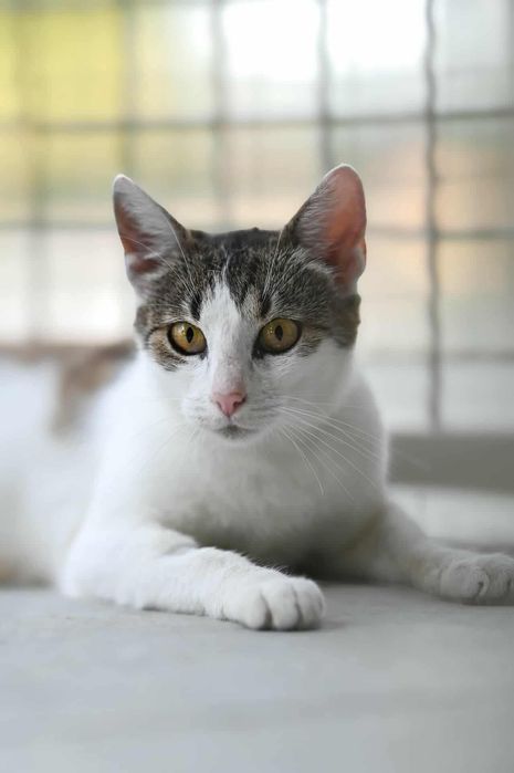 Piękna Zyzia czeka na adopcje