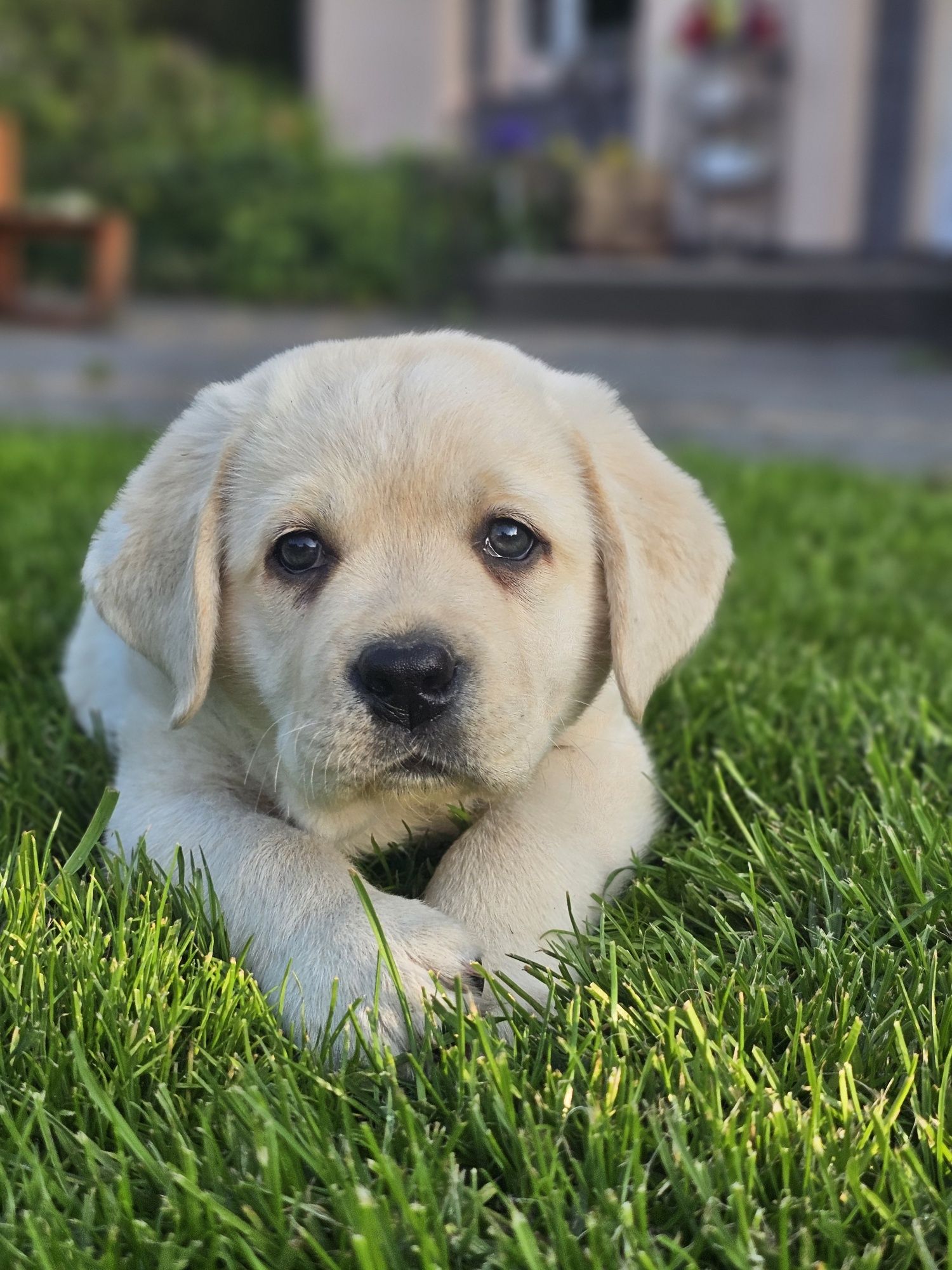 Labrador retriever szczenię