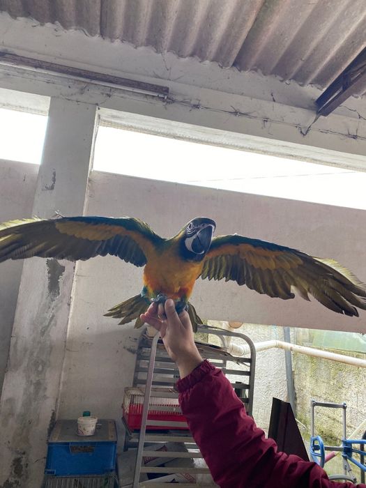 Araras miligold criadas a mão