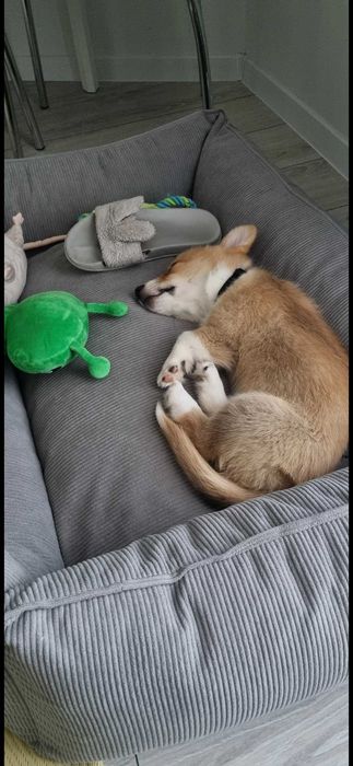 Legowisko dla psa ortopedyczne COMFY