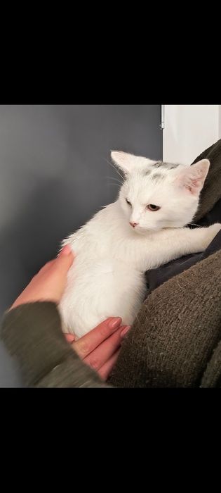 Oddam białego korcurka