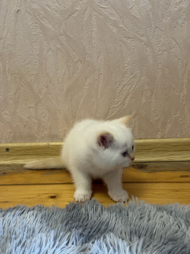 Продається шотладський хлопчик