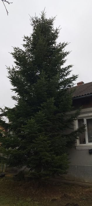 Ялинка жива на новий рік