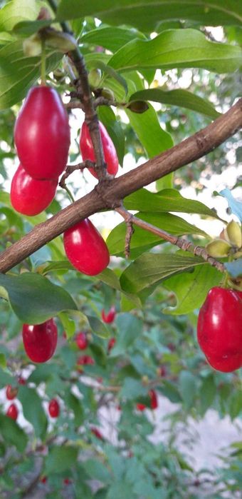 Саженцы кизила сортового