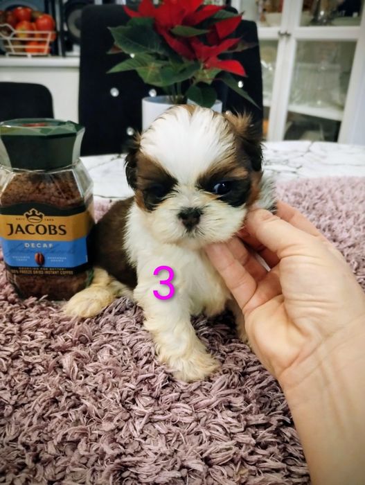 Shih tzu 100% prawdziwe rasowe cudeńka