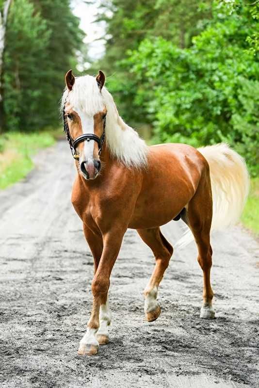 Stanówka młodym ogierem rasy Haflinger