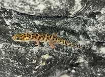 Gekon tygrysi gekony tygrysie Pachydactylus tigrinus Mrągowo