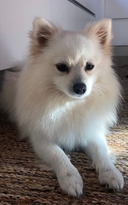 spitz anao branco perola