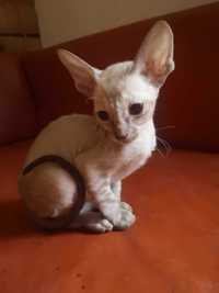 kot cornish rex , devon rex niebeskie oczy hod. Urok Życia