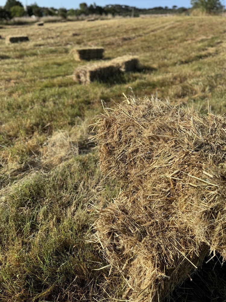 Fardos de palha pequenos