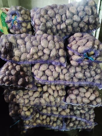 Продам картоплю велику та насіневу 100 тон