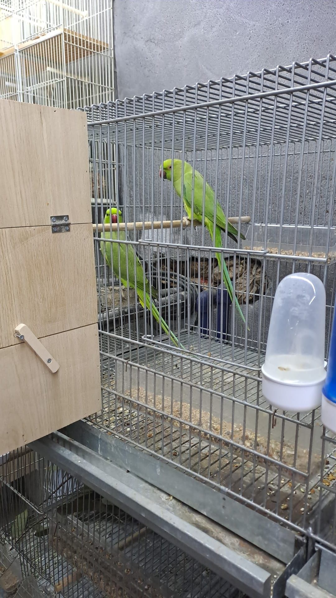 Vendo vários tipos de pássaros