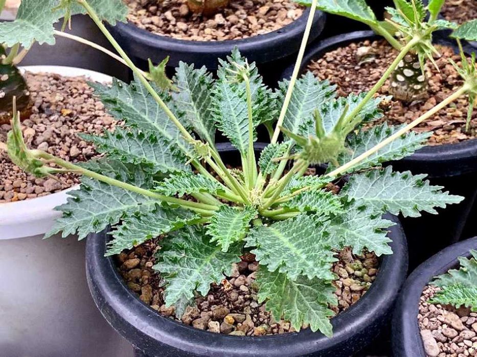 Каудексні рослини – Дорстенія. Дорстения. Dorstenia