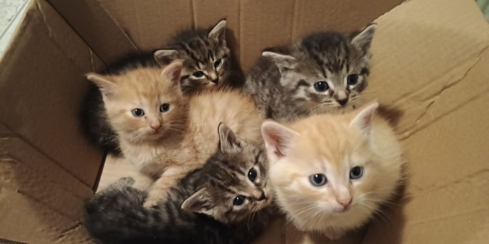 Kotki do adopcji