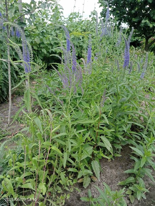 вероника, чабрец, молочай многоцветковый, арабис , лапчатки