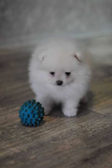 Білосніжні та крем VIP ведмеді