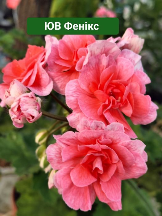 Пеларгонія сортова