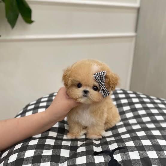 Мальтипу bebi фейс  Luxury