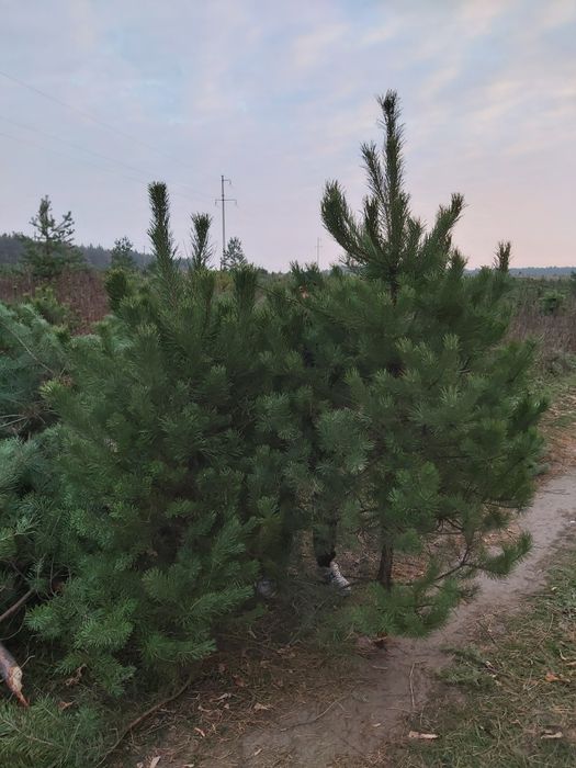Новогодние сосни  ёлки оптом Тільки ОПТ