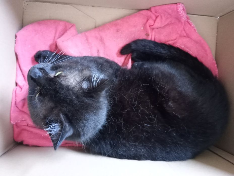 Oddam czarnego kocura Czarka