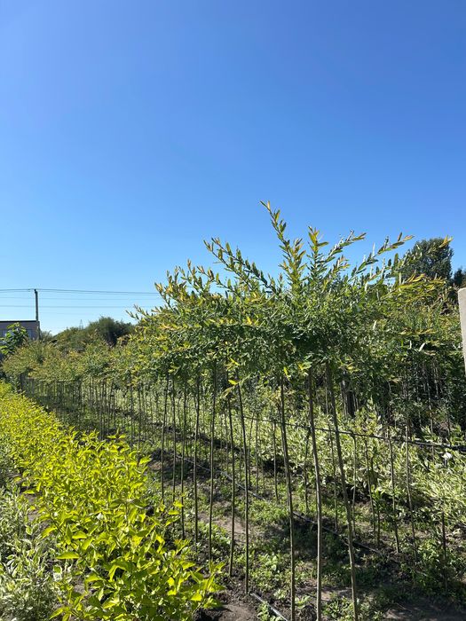 Верба Хакуро-Нішикі на штамбі | З відкритою кореневою системою