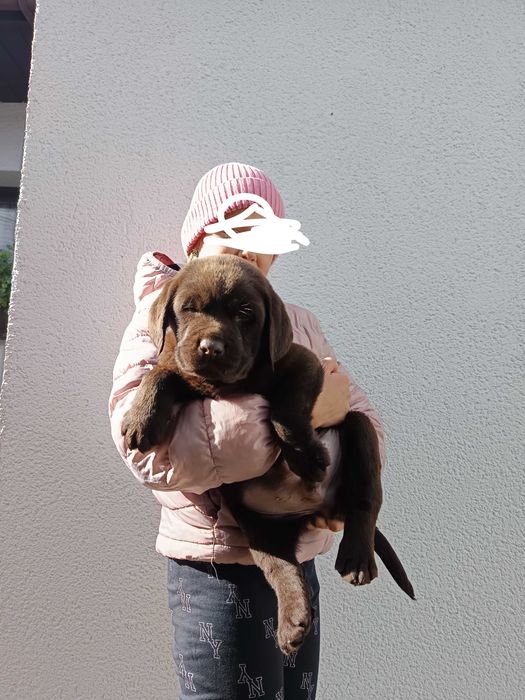 Labrador retriever czekoladowa suczka