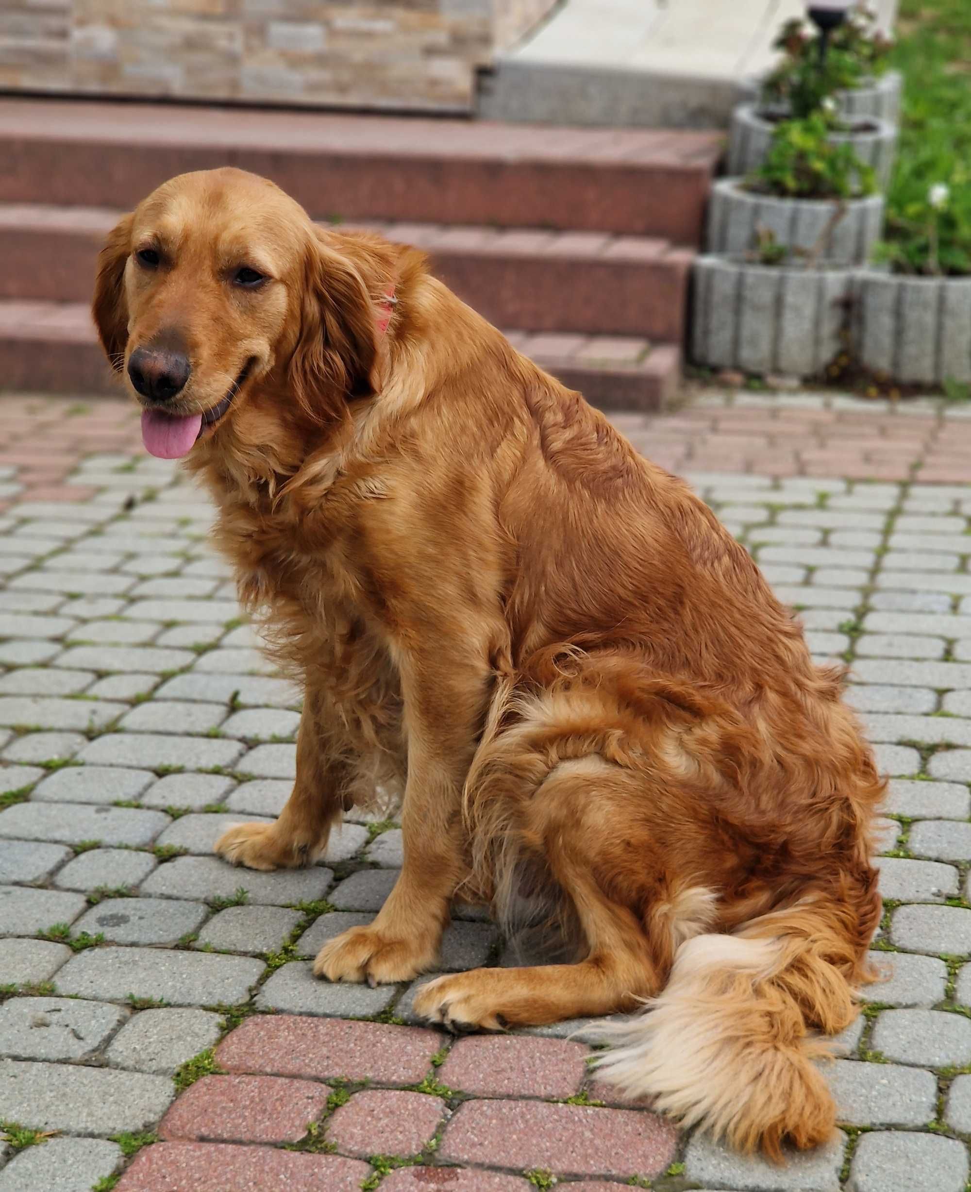 Golden retriever