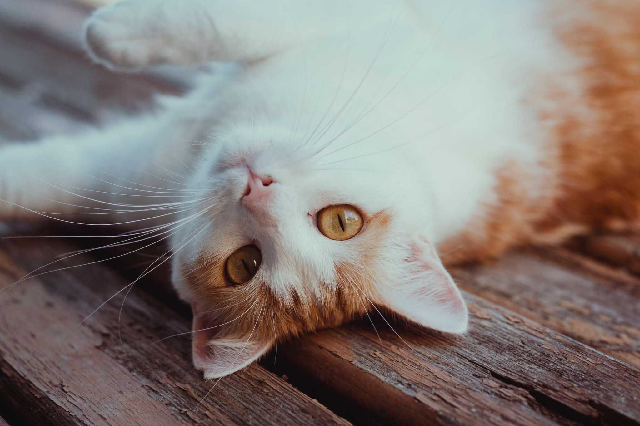 Urocza kotka FeLV+