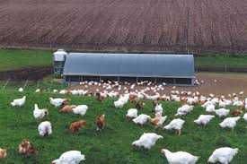 Młode NIOSKI KURY od hodowcy ! Dowóz GRATIS !! MESSA LEGHORN !