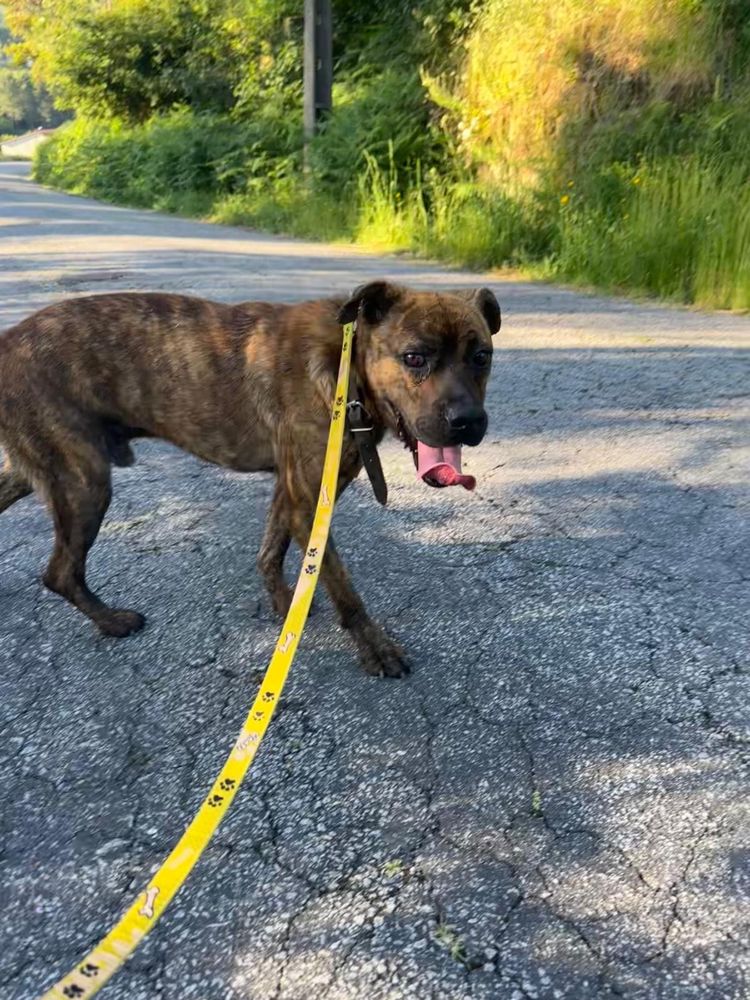 BONANZA - cão jovem adulto para adocao responsavel
