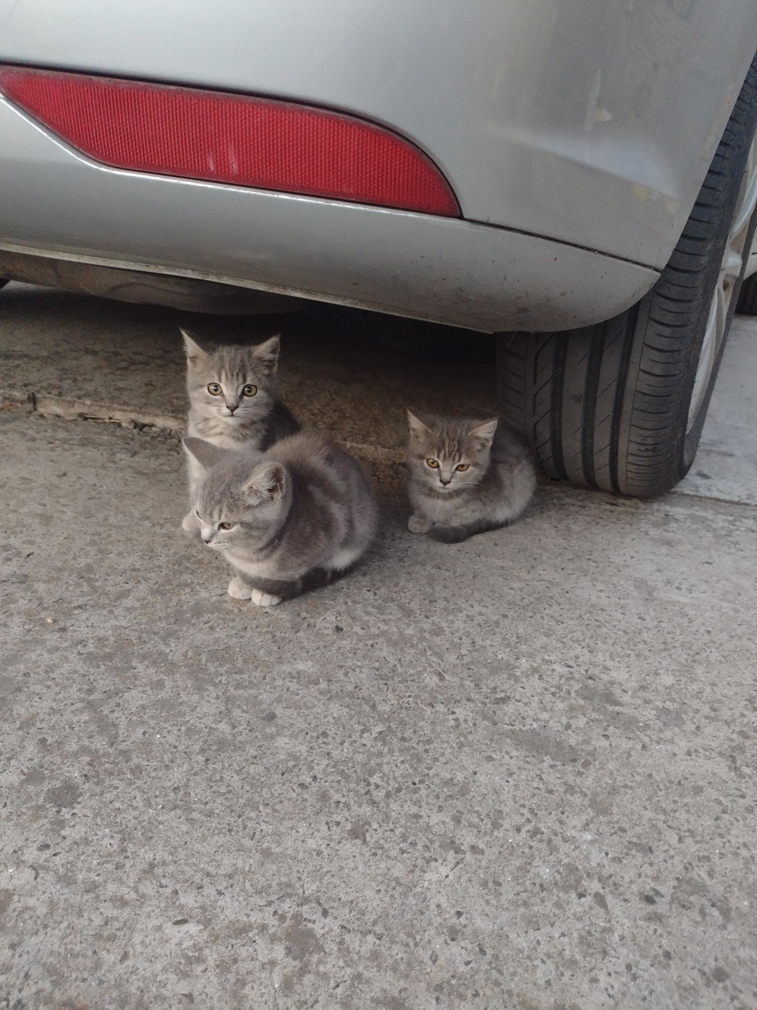 Подарую котенят у добрі руки