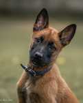 Owczarek belgijski Malinois FCI