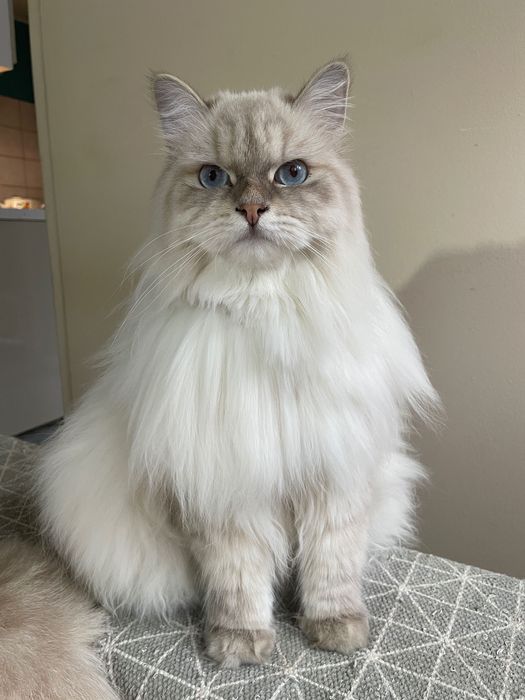 Kocurek Neva Masquerade FPL