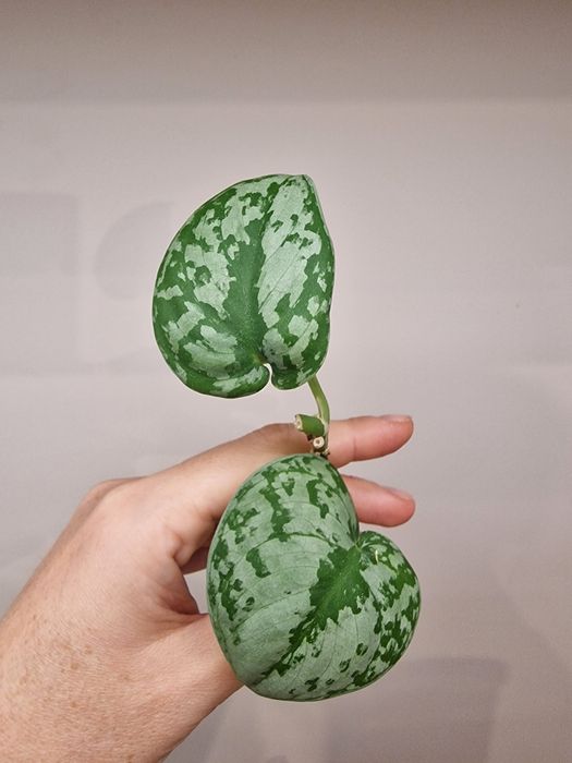 Scindapsus NOID dwulistna ukorzeniona sadzonka