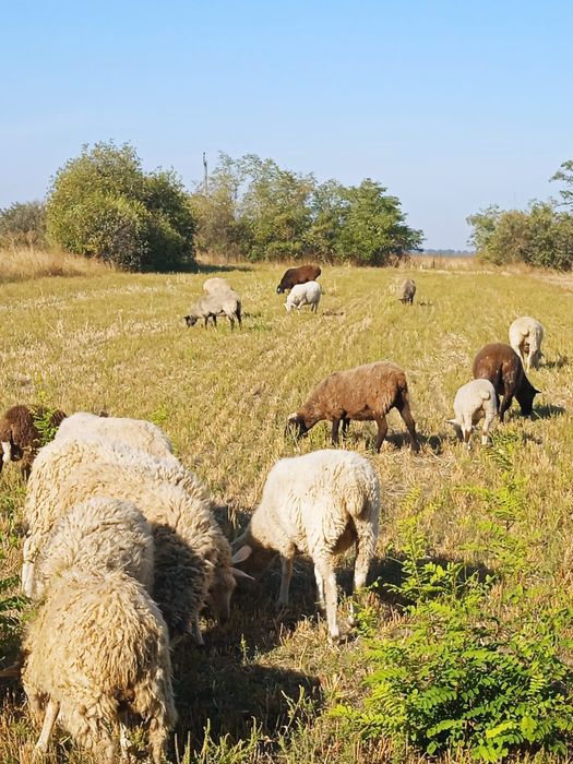 Вівці  черкаська обл.