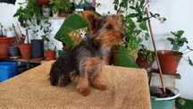 Yorkshire Terrie