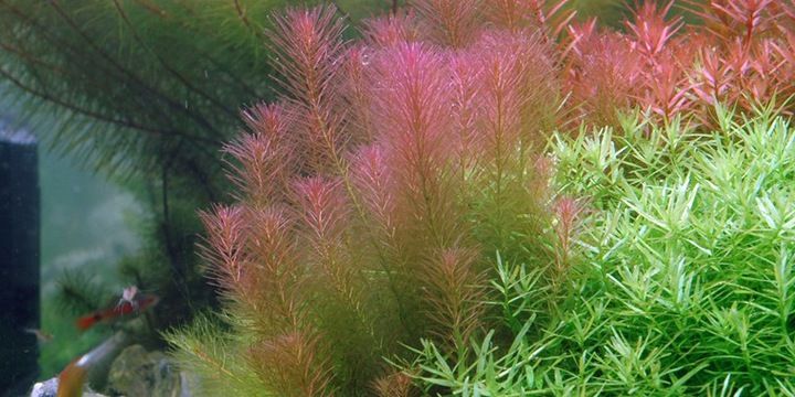 Rotala Walichii (Różowa)