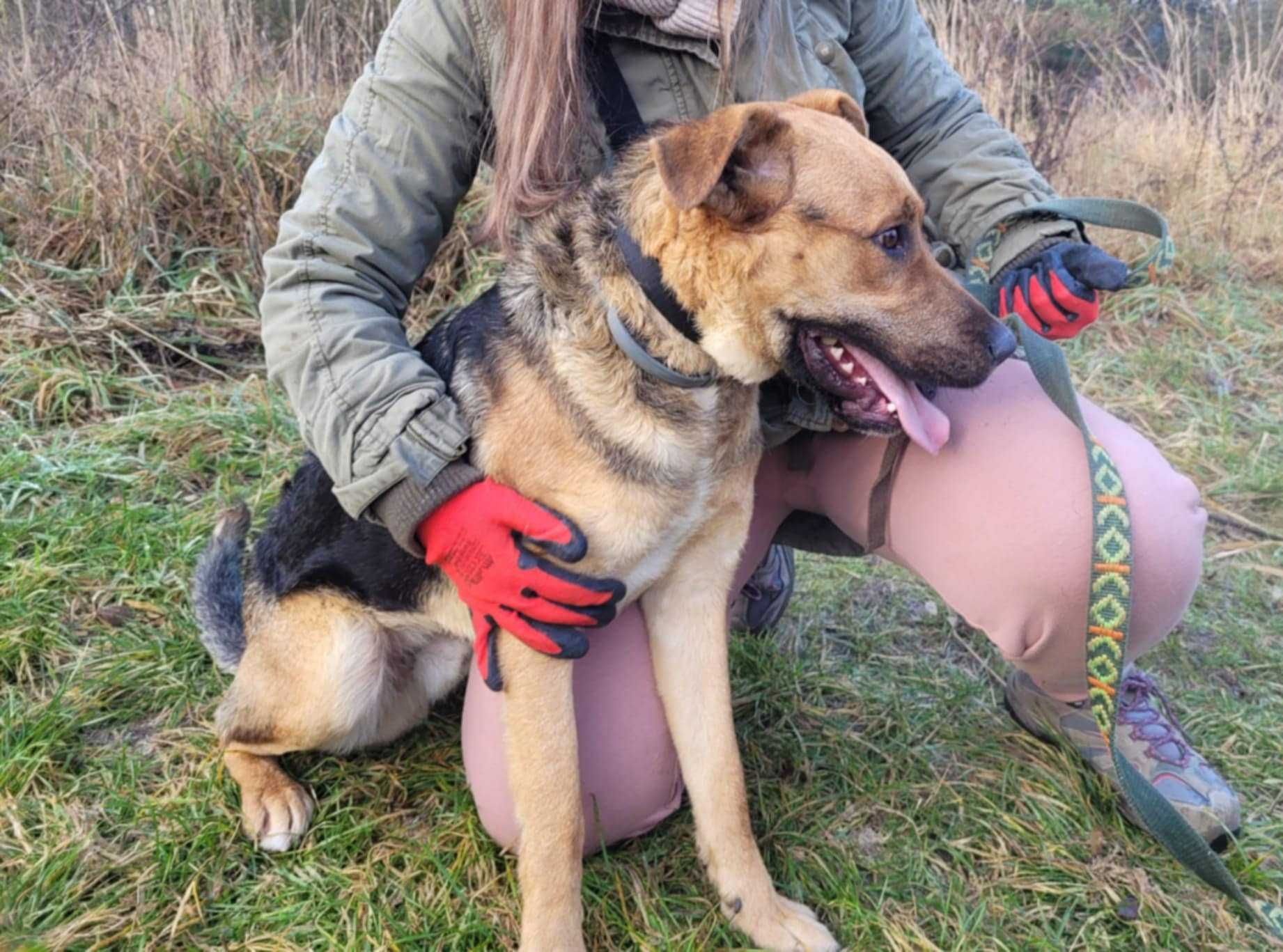 Kochający człowieka CZARUŚ szuka domu !! Do adopcji !!