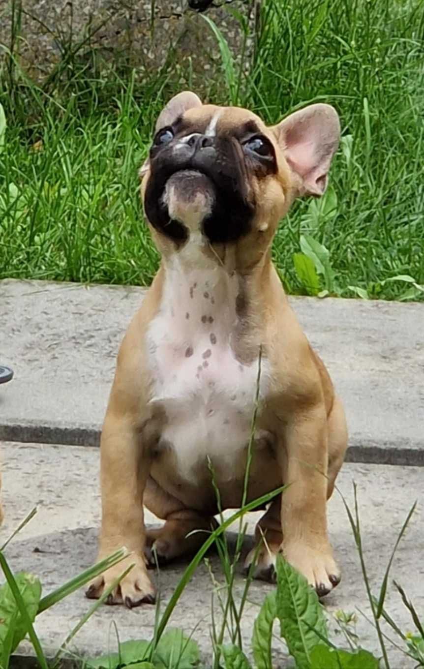 Buldog francuski suczka ZKwP FCI