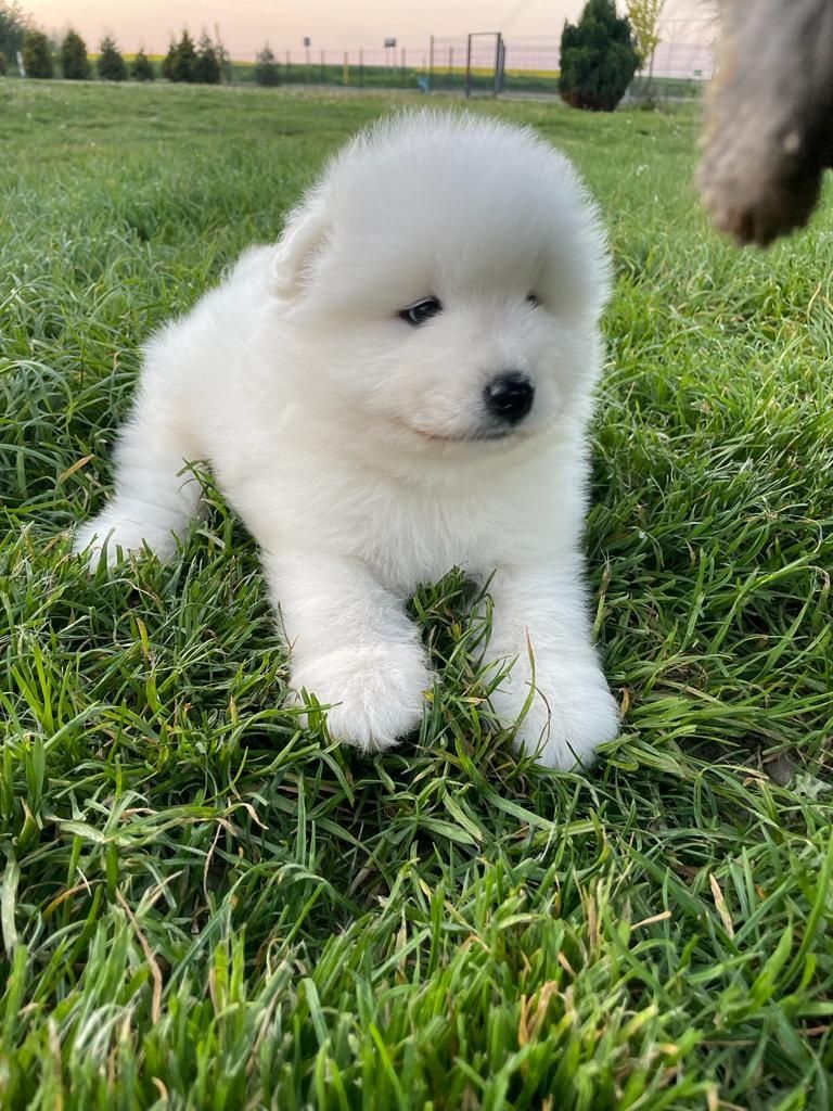 Samoyed szczeniaki FCI/ZKwP