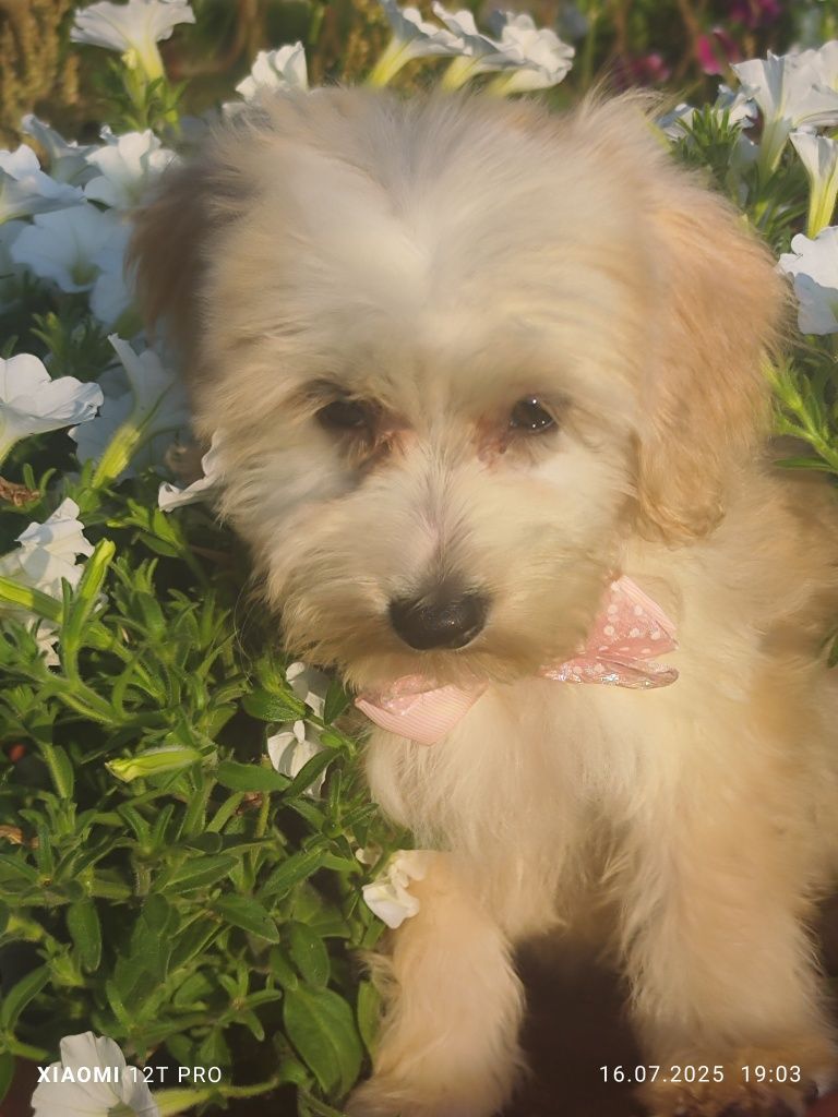 Maltipoo F1 cudowny chlopiec