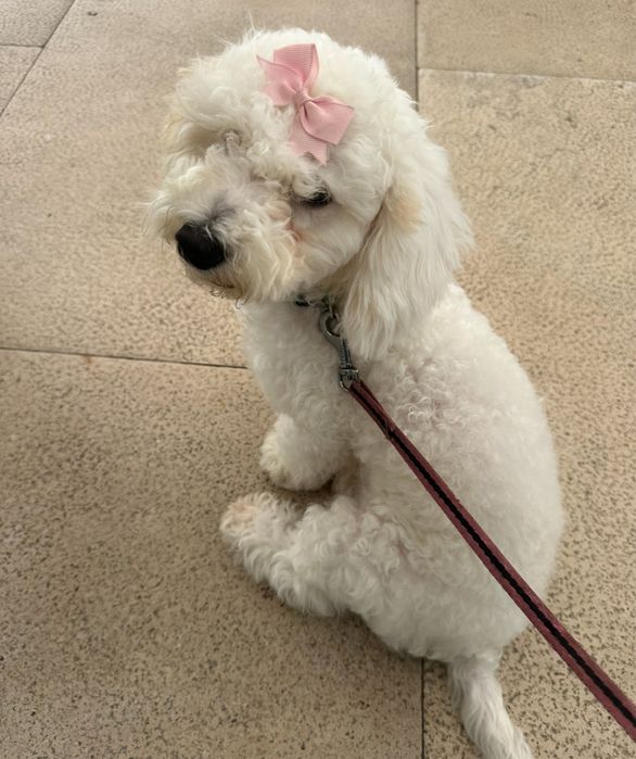 caniche toy femea