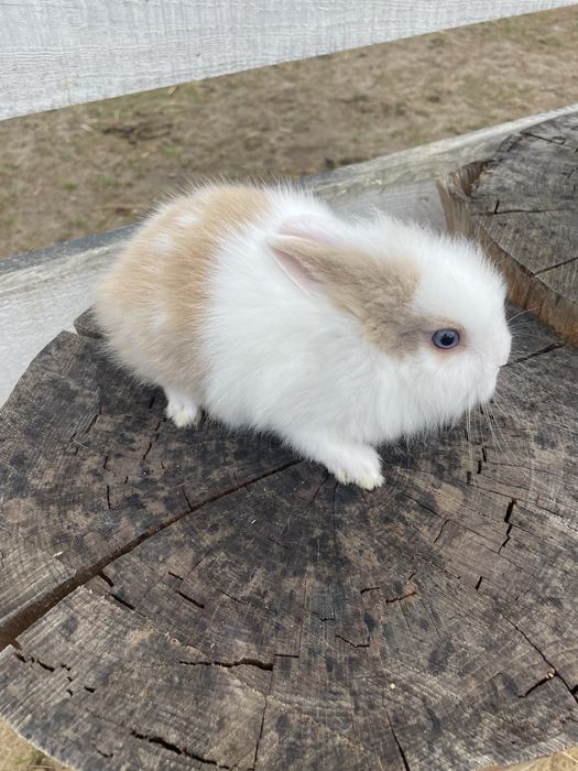 Śliczne Króliki   Miniaturki Teddy