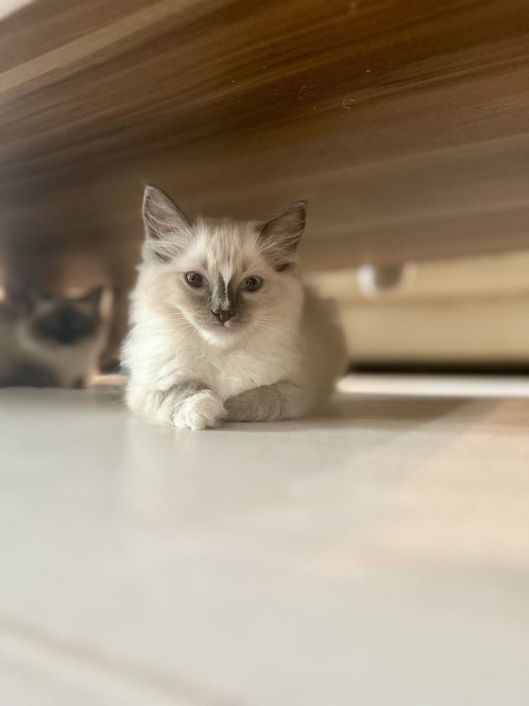 Ragdoll kotka blue mitted rodowód FPL FiFe FCI kot chip do odbioru